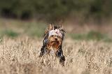 YORKSHIRE TERRIER 261